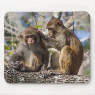 Tapis De Souris Singes de Silver Springs