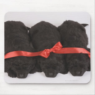 Tapis De Souris Sommeil de chiots de Terre-Neuve (Canis