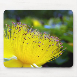 Tapis De Souris Souris Hypericum Calcyinum
