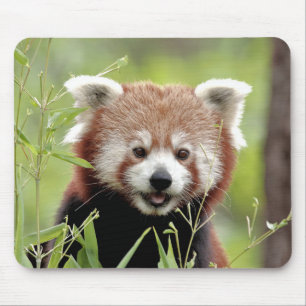 Tapis De Souris Souris Pad Photo panda rouge, animaux 0392.