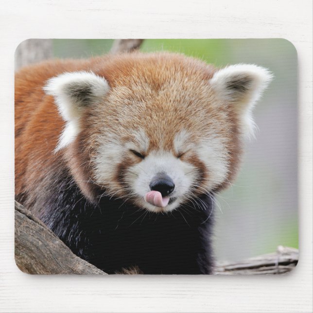 Tapis De Souris Souris Pad Photo panda rouge, animaux 0393. (Devant)