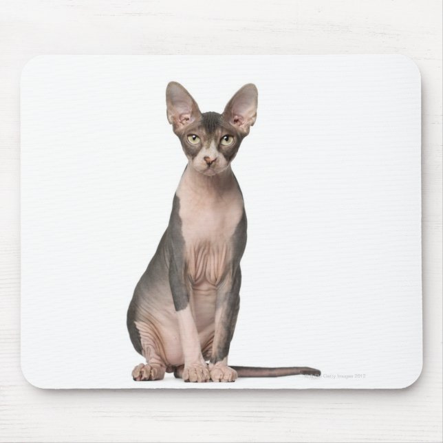 Tapis De Souris Sphynx (7 months old) sitting (Devant)