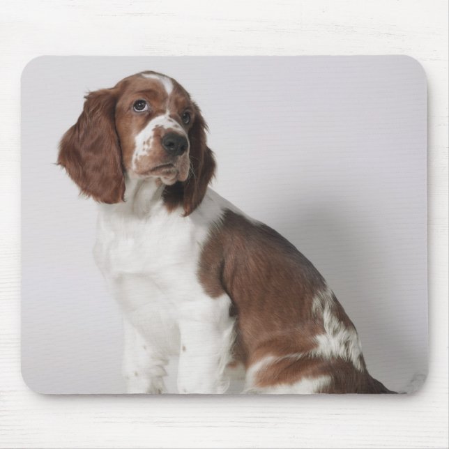 Tapis De Souris Springer spaniel (Devant)