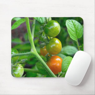 Tapis De Souris Stades de maturation des tomates cerises