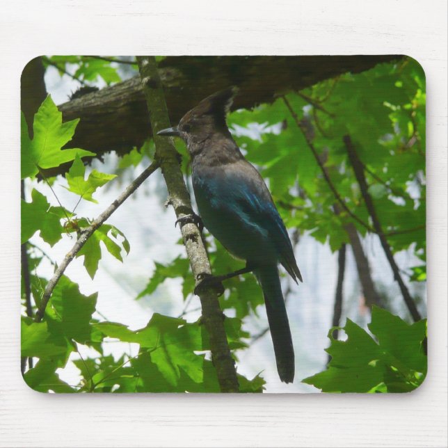 Tapis De Souris Steller's Jay dans le parc national de Yosemite (Devant)