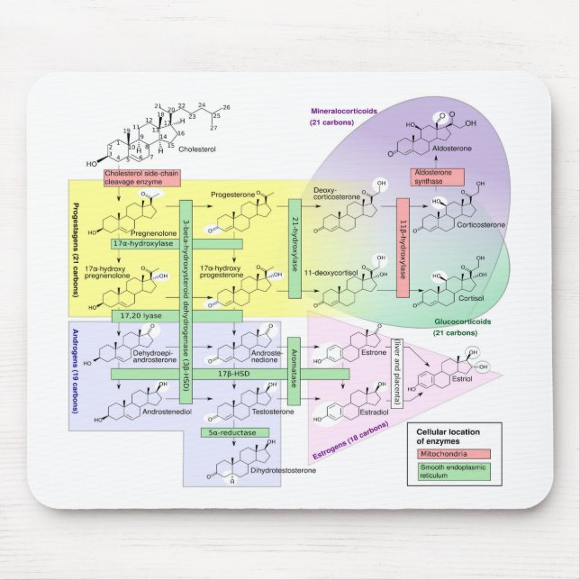 Tapis De Souris Steroidogenèse humaine Diagramme Biologique Chimiq (Devant)