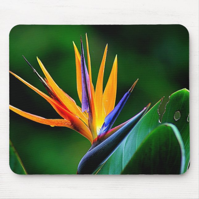 Tapis De Souris Strelitzia. Oiseau de fleur de paradis (Devant)