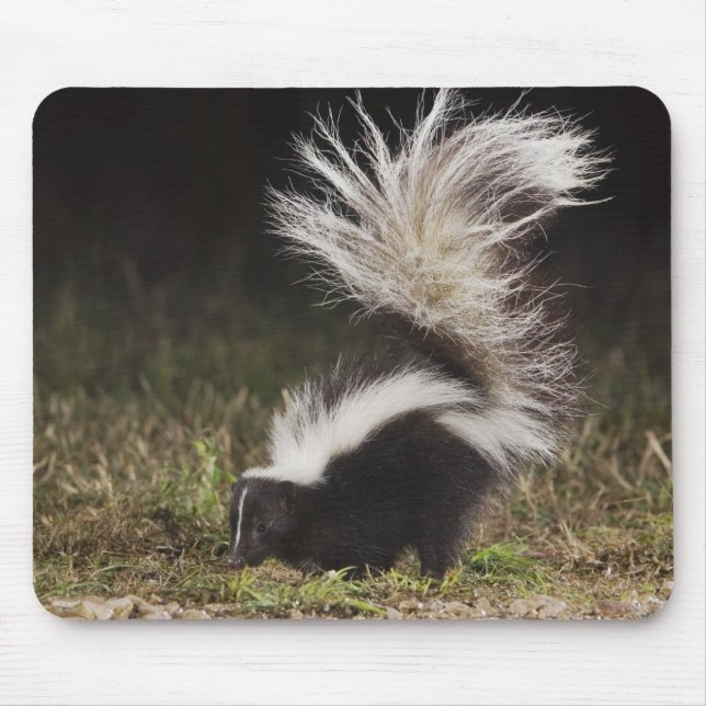 Tapis De Souris Stried Skunk, Mephitis mephitis (Devant)