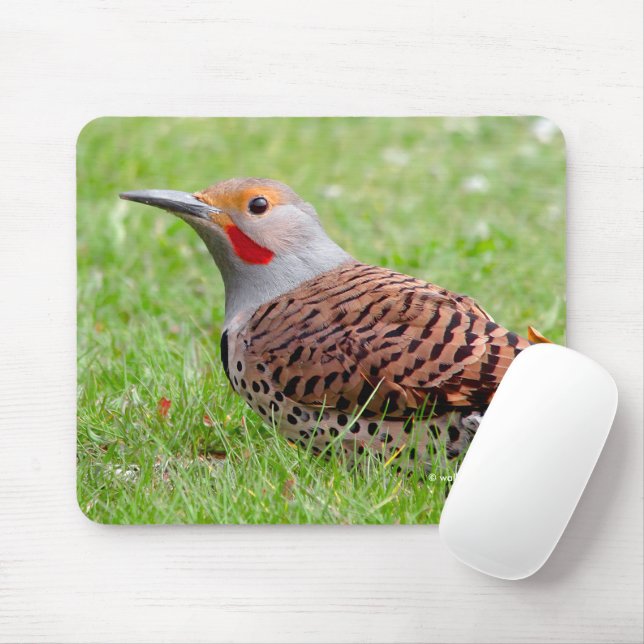Tapis De Souris Stunning Northern Flicker Foraging in the Grass (Avec souris)