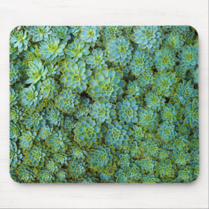Tapis De Souris Succulents - plante d'Echeveria