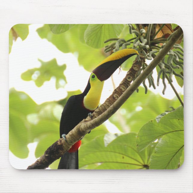 Tapis De Souris Swainson Toucan (Devant)