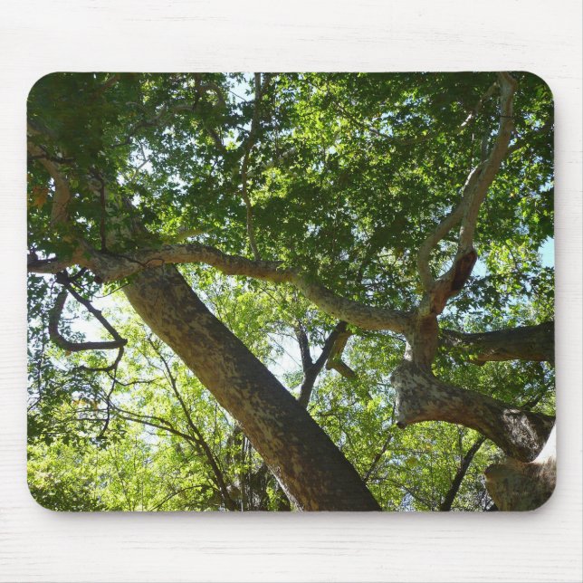Tapis De Souris Sycamore Tree Nature verte (Devant)