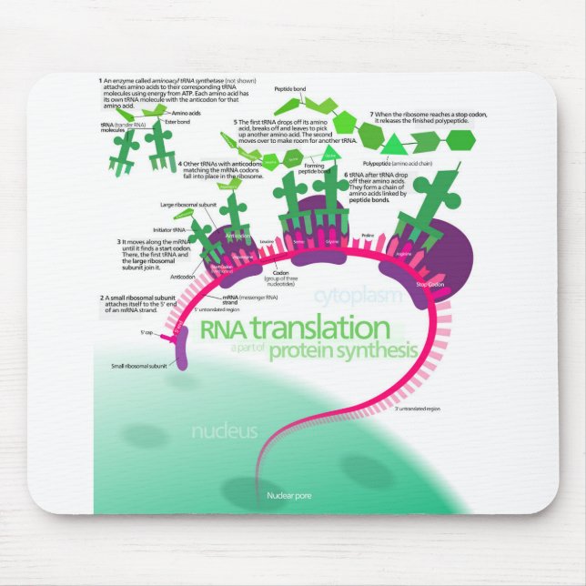Tapis De Souris Synthèse de la protéine Diagramme de la traduction (Devant)