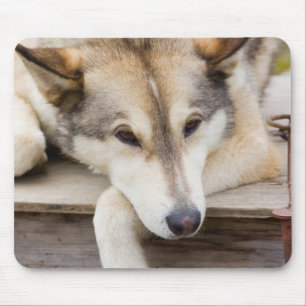Tapis De Souris T.N., États-Unis, Alaska. Chiens de traîneau Husky