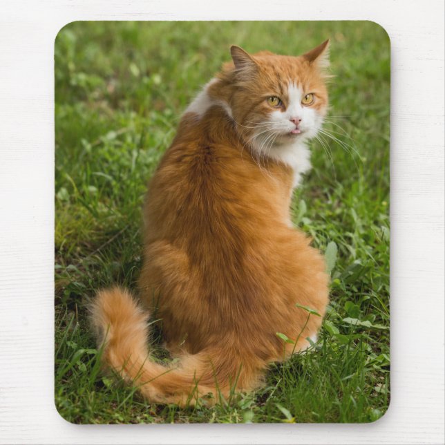 Tapis De Souris Tabby Chat à long poil argenté orange (Devant)