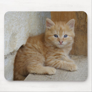 Tapis De Souris Tabby Tomcat Kitten