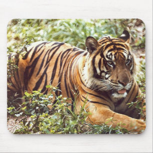 Tapis De Souris tablette souris de tigre de sumatran