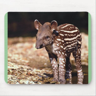 Tapis De Souris Tapir brésilien, jeune veau près de rivière