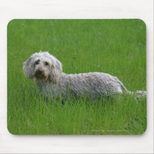 Tapis De Souris Teckel standard à poils durs dans l'herbe