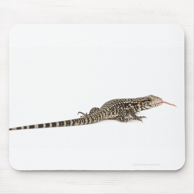 Tapis De Souris Tegu bleu - Tupinambis merianae (Devant)