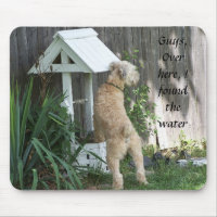 Terrier blond comme les blés doucement enduit sur