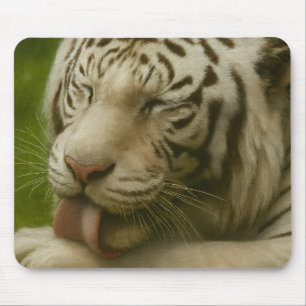 Tapis De Souris Tigre blanc dans le rituel de toilettage privé
