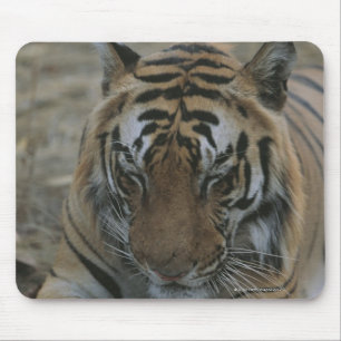 Tapis De Souris Tigre couchant