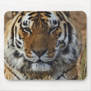 Tapis De Souris Tigre du Bengale, Panthera tigris, Zoo de Louisvil