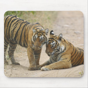Tapis De Souris Tigre du Bengale royal et jeune - Se touchant en a