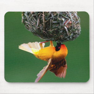 Tapis De Souris Tisserin masqué africain (Ploceus Velatus)