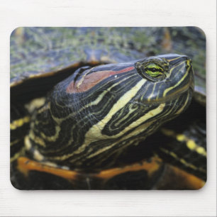 Tapis De Souris Tortue à oreilles rouges, Trachemys scripta elegan