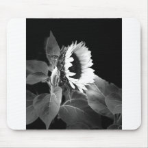 tournesol en noir et blanc