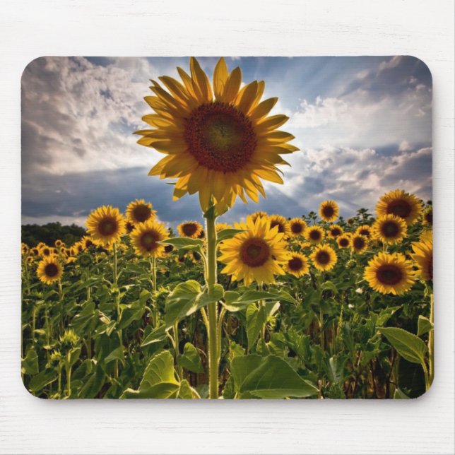 Tapis De Souris Tournesols (Devant)