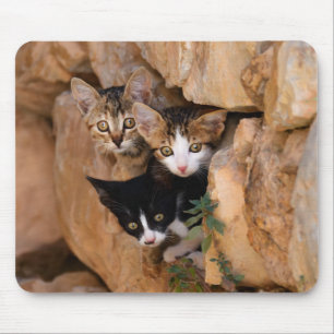 Tapis De Souris Trois chatons curieux