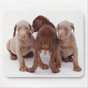 Tapis De Souris Trois chiots de pinscher de dobermann