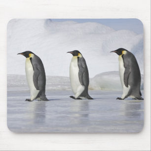 Tapis De Souris Trois pingouins d'empereur, île de colline de