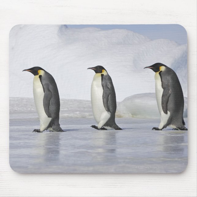 Tapis De Souris Trois pingouins empereurs, île de Snow Hill (Devant)