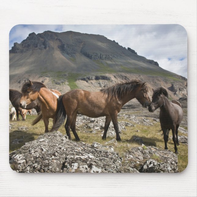 Tapis De Souris Troupeau De Chevaux, Près De Hofn, Islande (Devant)