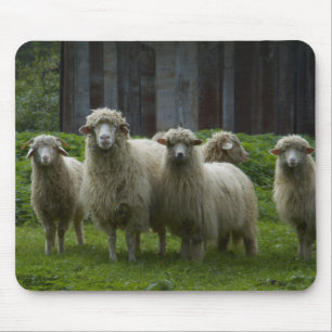 Tapis De Souris Troupeau des terres cultivables des moutons