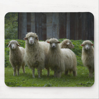 Tapis De Souris Troupeau des terres cultivables des moutons |