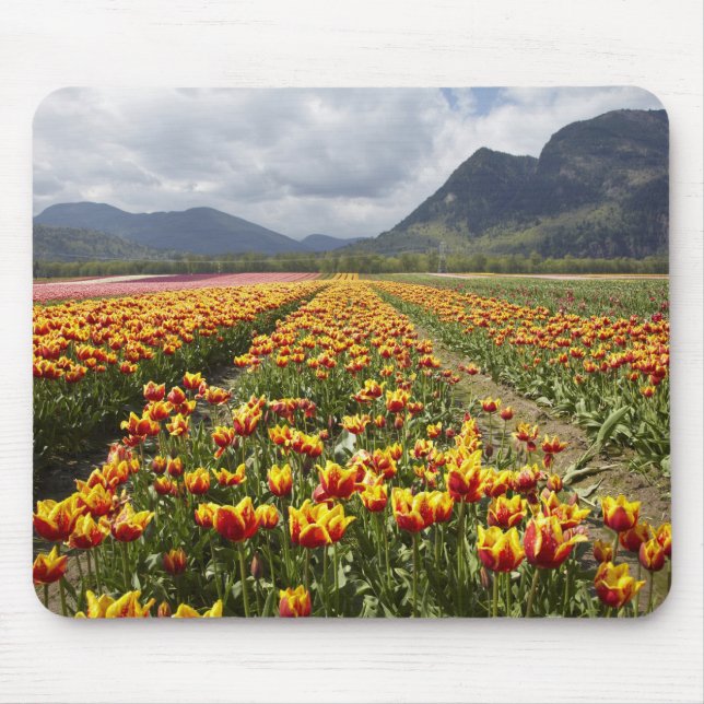 Tapis De Souris Tulip Farm près d'Agassiz, Colombie-Britannique, (Devant)