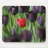 Tulipes dans les jardins de Keukenhof, Amsterdam,
