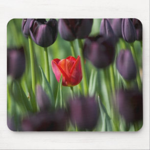Tapis De Souris Tulipes dans les jardins de Keukenhof, Amsterdam,
