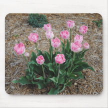 Tulipes roses