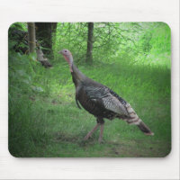 Turquie sauvage américaine