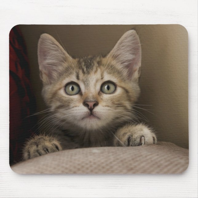 Tapis De Souris Un chaton tigré très doux (Devant)