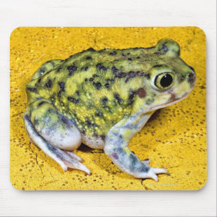 Tapis De Souris Un crapaud de spadefoot