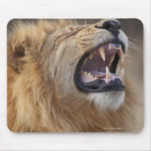 Tapis De Souris Un lion masculin mûr (Panthera Lion) dans le