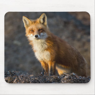 Tapis De Souris Un Petit Fox mignon