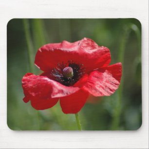 Tapis De Souris Un seul pavot rouge